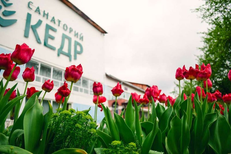 Санаторий "Кедр"